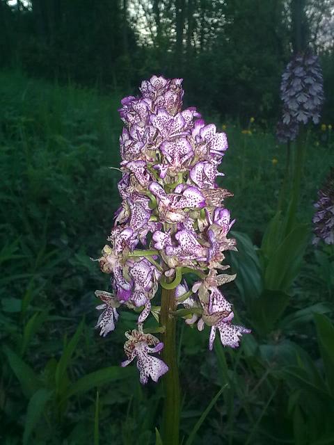 Orchis purpurea mostruosamente bella!